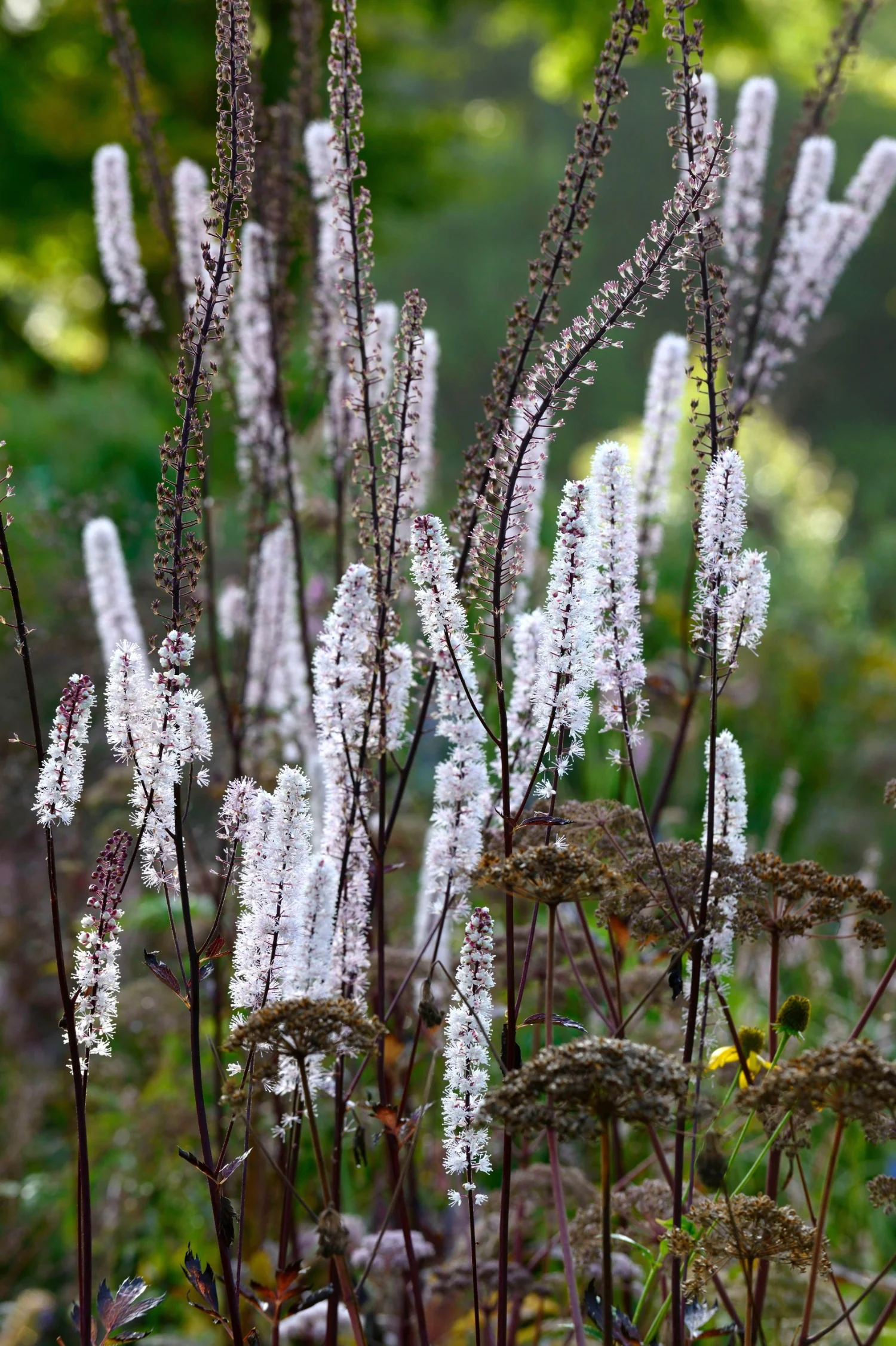 Vaste planten - halfschaduw