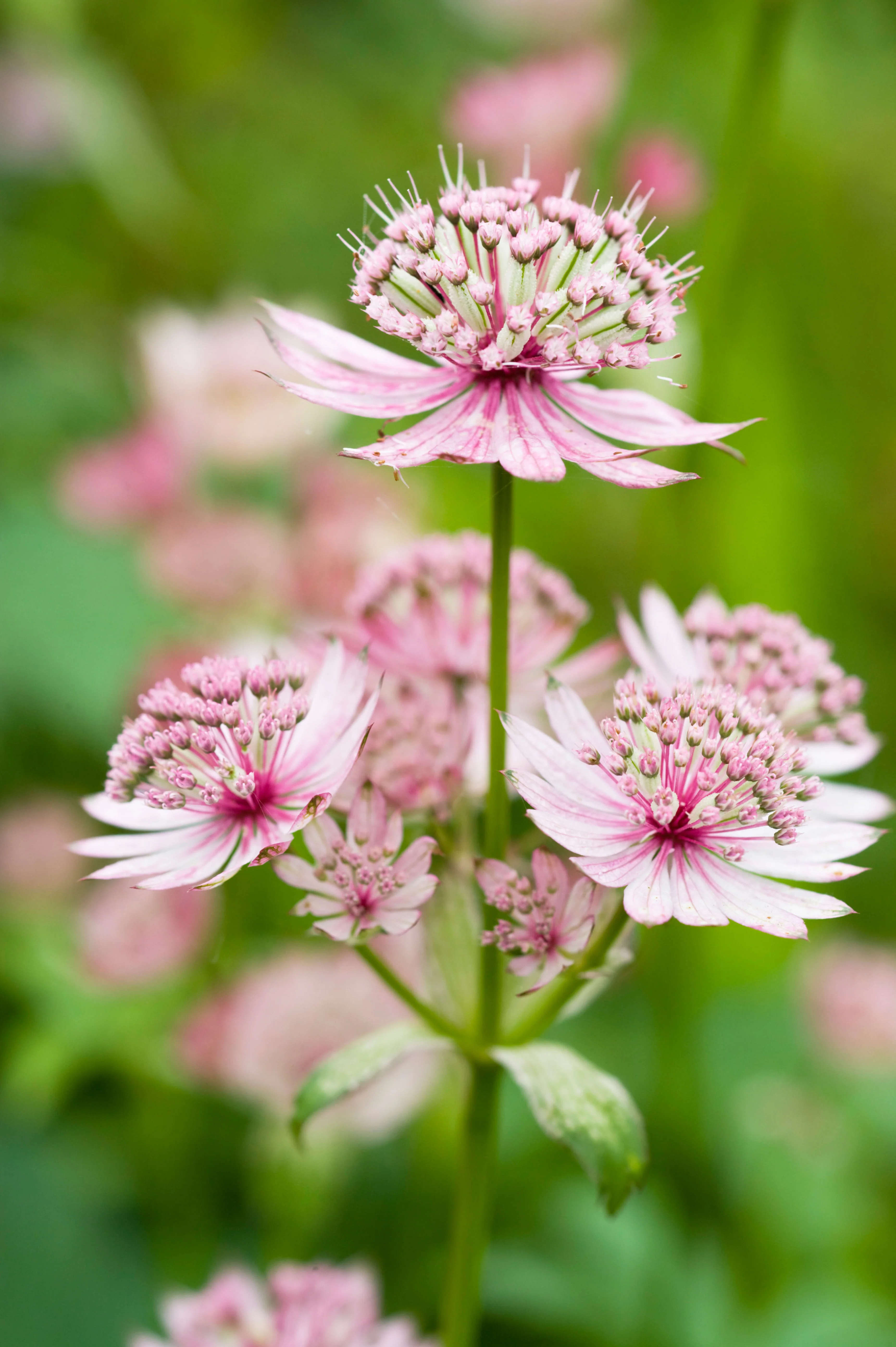 Miniatuur 1