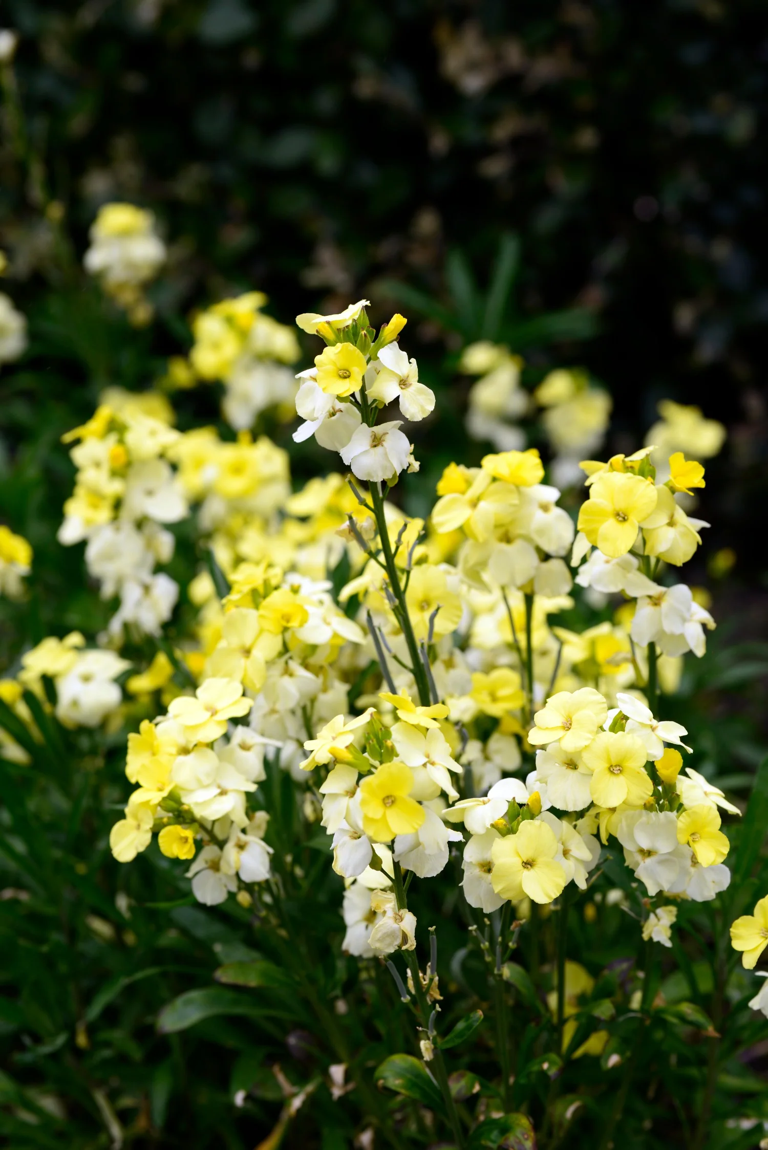 Miniatuur 1