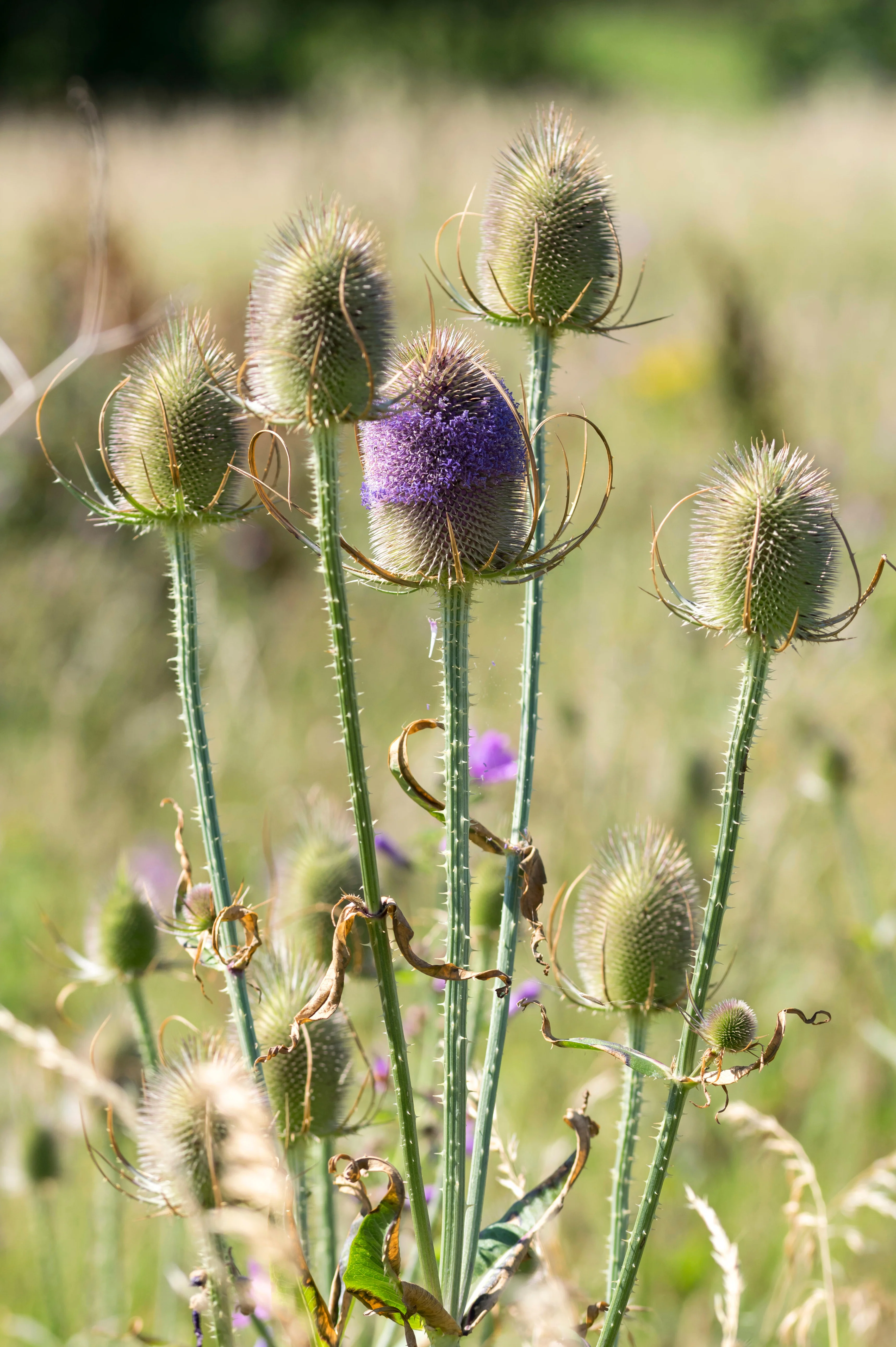 Miniatuur 1