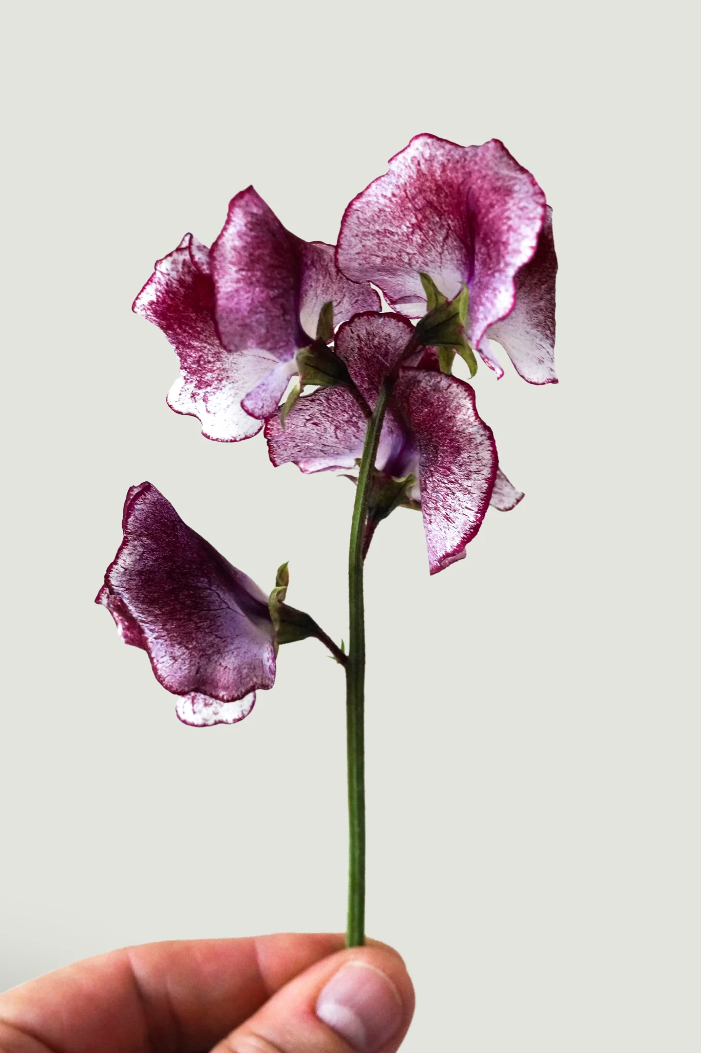 Miniatuur 1