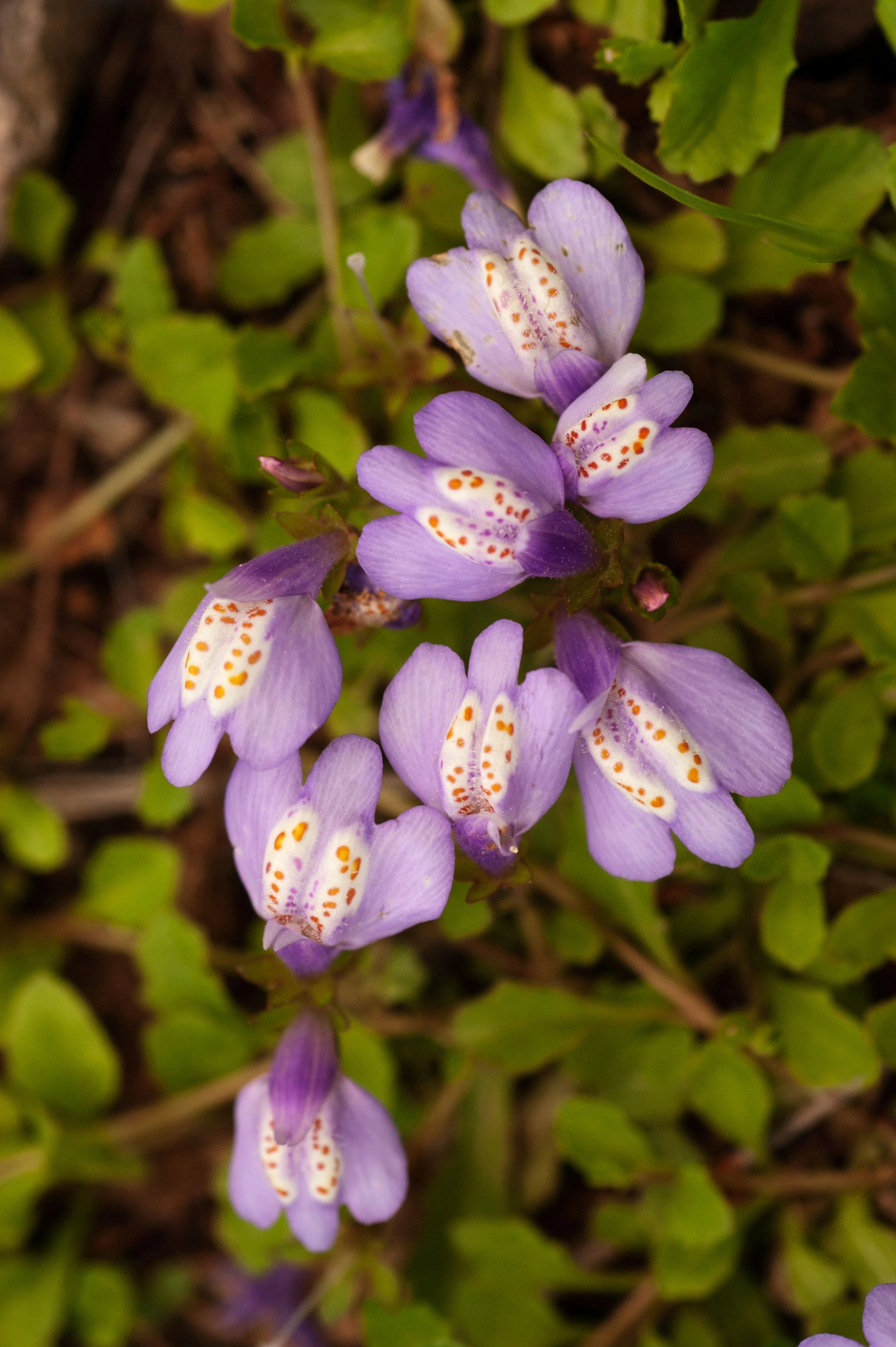 Miniatuur 1
