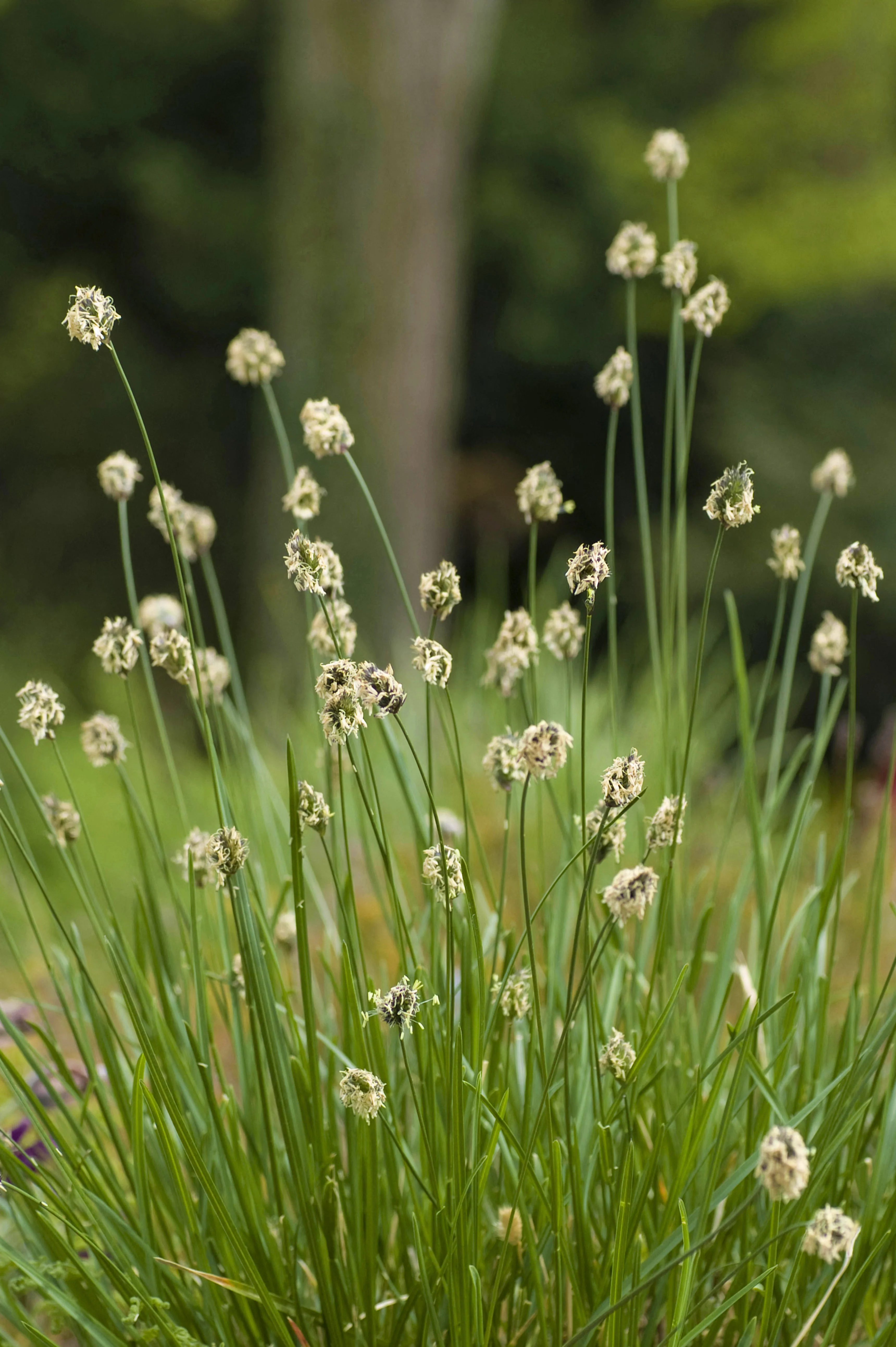 Vaste planten